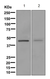 Western blot - Anti-ADHFE1 antibody [EPR12501] - BSA and Azide free (AB249768)