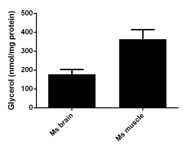 Functional Studies - Adipogenesis Detection Assay Kit (Colorimetric/Fluorometric) (AB102513)