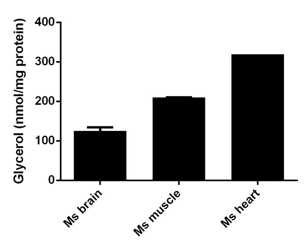 Functional Studies - Adipogenesis Detection Assay Kit (Colorimetric/Fluorometric) (AB102513)