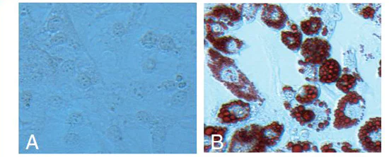 Functional Studies - Adipolysis Assay Kit (AB133115)