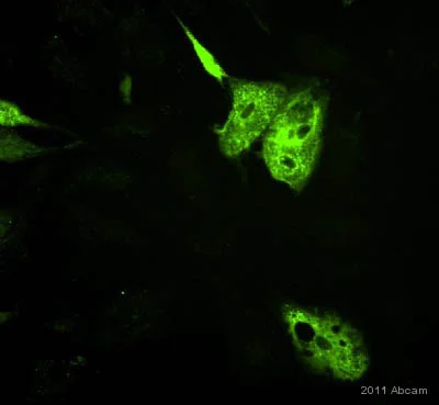 Immunocytochemistry - Anti-Adiponectin antibody [19F1] (AB22554)