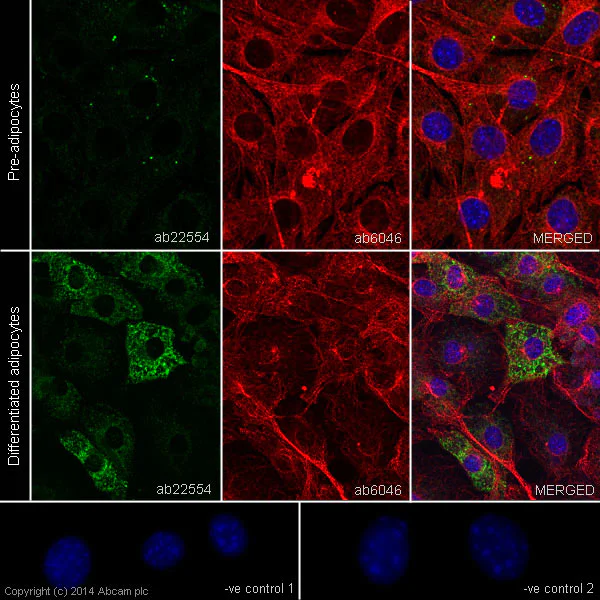 Immunocytochemistry - Anti-Adiponectin antibody [19F1] (AB22554)