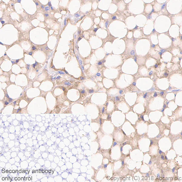 Immunohistochemistry (Formalin/PFA-fixed paraffin-embedded sections) - Anti-Adiponectin antibody [19F1] (AB22554)
