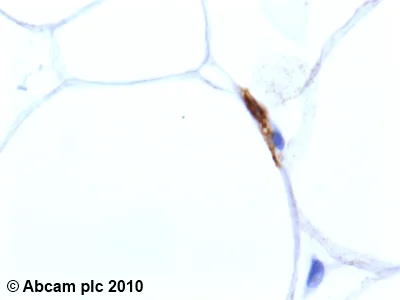 Immunohistochemistry (Formalin/PFA-fixed paraffin-embedded sections) - Anti-Adiponectin antibody [19F1] (AB22554)