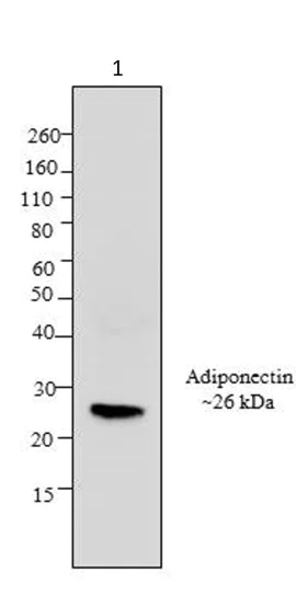 Western blot - Anti-Adiponectin antibody [19F1] (AB22554)