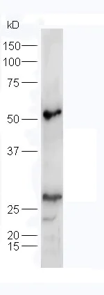 Western blot - Anti-Adiponectin antibody (AB216502)