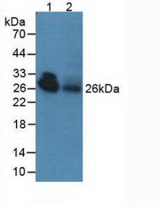 Western blot - Anti-Adiponectin antibody (AB231088), expandable thumbnail