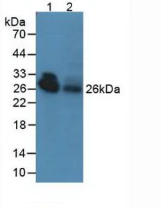 Western blot - Anti-Adiponectin antibody (AB231088)
