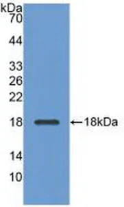 Western blot - Anti-Adiponectin antibody (AB231088)
