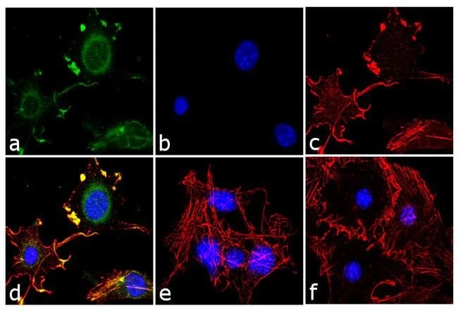 Immunocytochemistry - Anti-Adiponectin antibody (AB3455)