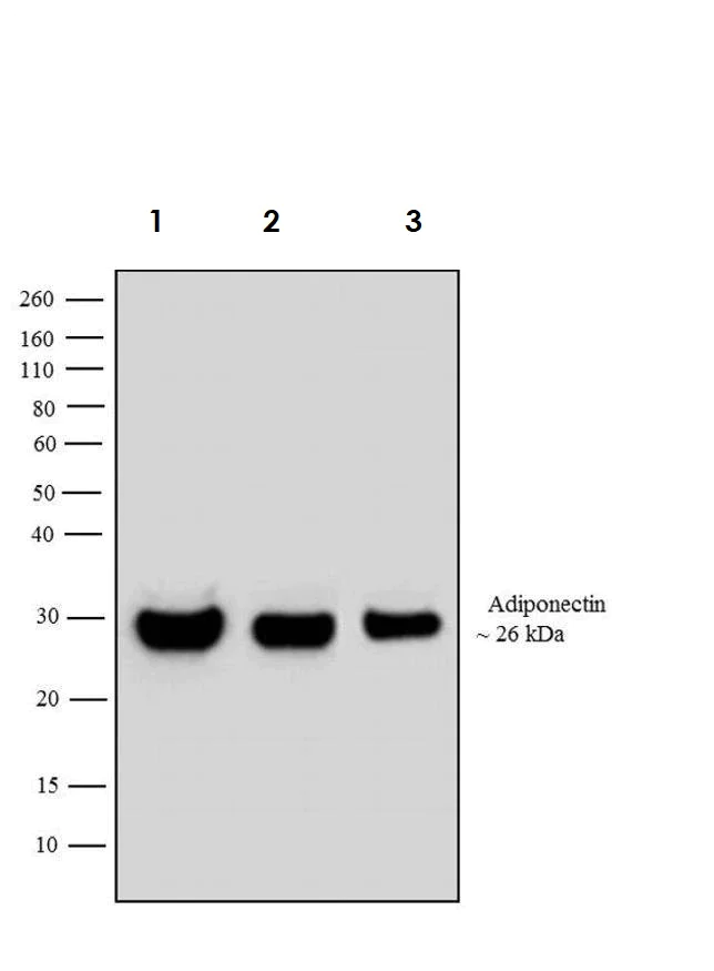 Western blot - Anti-Adiponectin antibody (AB3455)