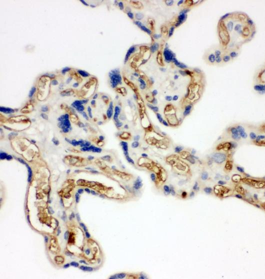 Immunohistochemistry (Formalin/PFA-fixed paraffin-embedded sections) - Anti-Adiponectin antibody - C-terminal (AB181699)