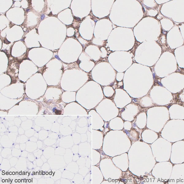 Immunohistochemistry (Formalin/PFA-fixed paraffin-embedded sections) - Anti-Adiponectin antibody [EPR17019] (AB181281), expandable thumbnail