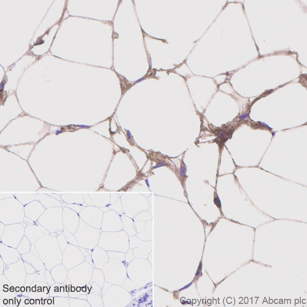 Immunohistochemistry (Formalin/PFA-fixed paraffin-embedded sections) - Anti-Adiponectin antibody [EPR17019] (AB181281), expandable thumbnail