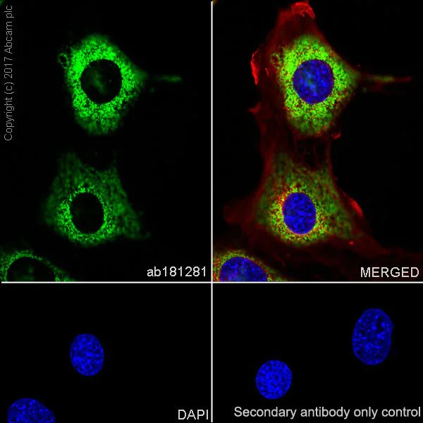 Immunocytochemistry/ Immunofluorescence - Anti-Adiponectin antibody [EPR17019] - BSA and Azide free (AB227051)
