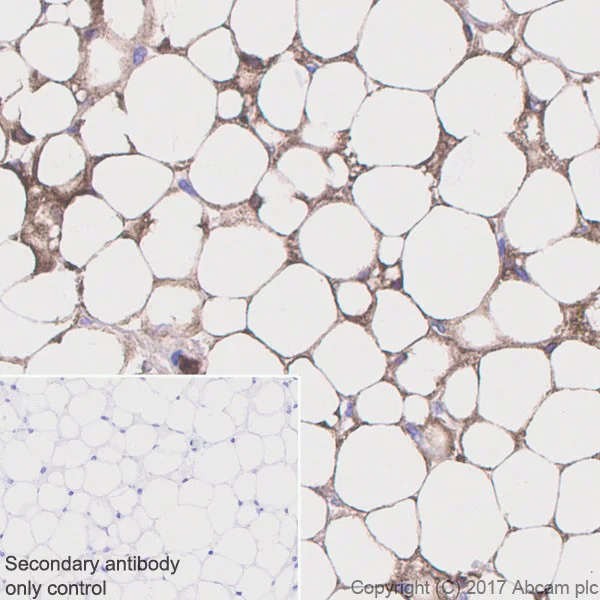 Immunohistochemistry (Formalin/PFA-fixed paraffin-embedded sections) - Anti-Adiponectin antibody [EPR17019] - BSA and Azide free (AB227051)