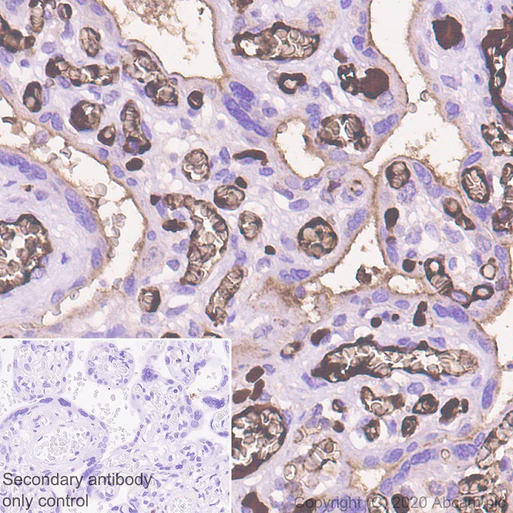 Immunohistochemistry (Formalin/PFA-fixed paraffin-embedded sections) - Anti-Adiponectin antibody [EPR3217] - BSA and Azide free (AB247422)