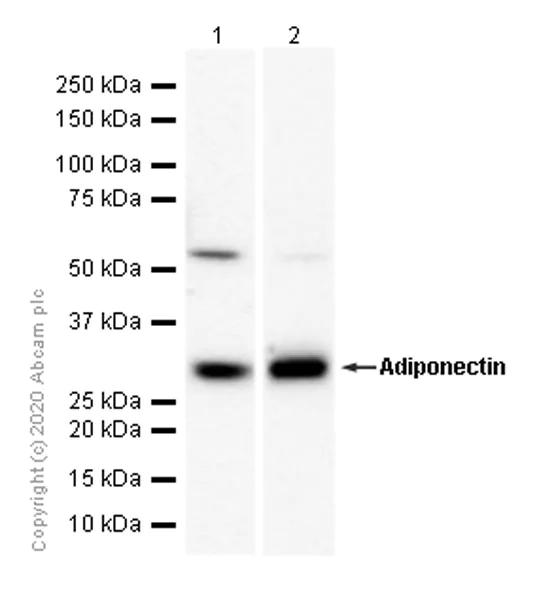 Western blot - Anti-Adiponectin antibody [EPR3217] - BSA and Azide free (AB247422)