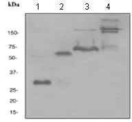 Western blot - Anti-Adiponectin antibody [EPR3218] - BSA and Azide free (AB226122)