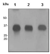 Western blot - Anti-Adiponectin antibody [EPR3218] - BSA and Azide free (AB226122)