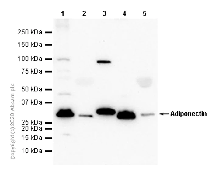 Western blot - Anti-Adiponectin antibody [EPR3218] - BSA and Azide free (AB226122)