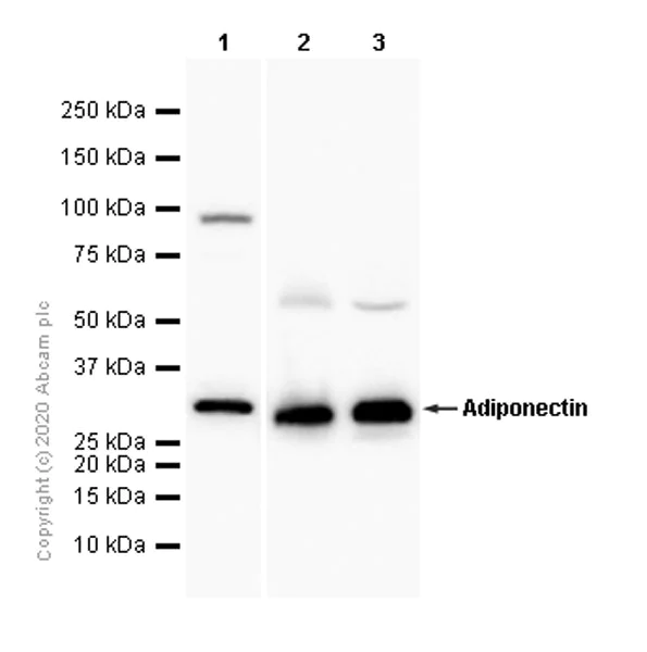 Western blot - Anti-Adiponectin antibody [EPR3218] - BSA and Azide free (AB226122)