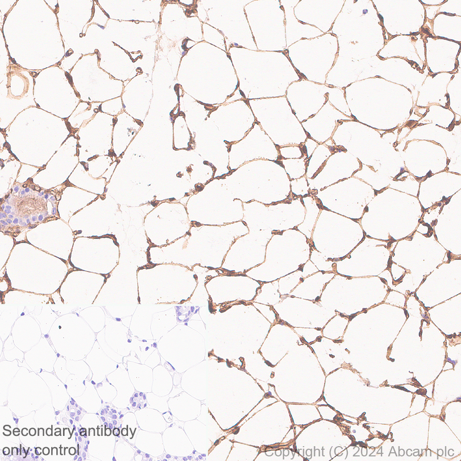 Immunohistochemistry (Formalin/PFA-fixed paraffin-embedded sections) - Anti-Adiponectin antibody [RM1203] (ab317847), expandable thumbnail