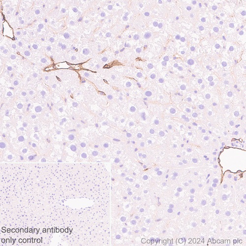 Immunohistochemistry (Formalin/PFA-fixed paraffin-embedded sections) - Anti-Adiponectin antibody [RM1203] (AB317847), expandable thumbnail