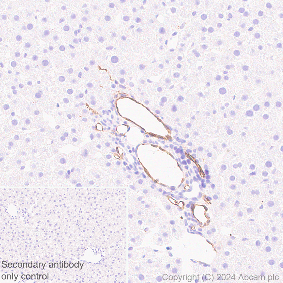 Immunohistochemistry (Formalin/PFA-fixed paraffin-embedded sections) - Anti-Adiponectin antibody [RM1203] (AB317847), expandable thumbnail