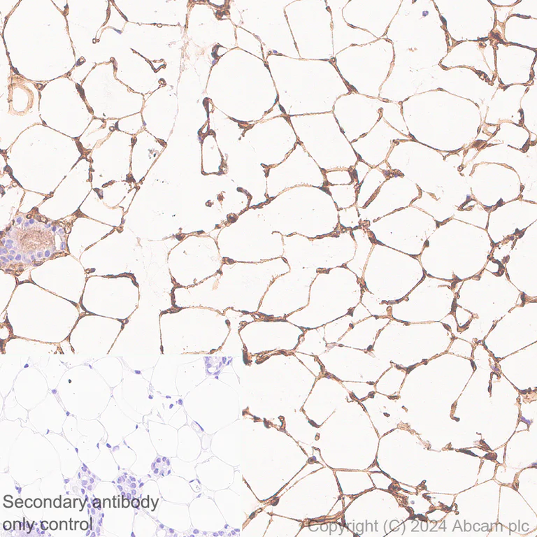 Immunohistochemistry (Formalin/PFA-fixed paraffin-embedded sections) - Anti-Adiponectin antibody [RM1203] - BSA and Azide free (AB317848)