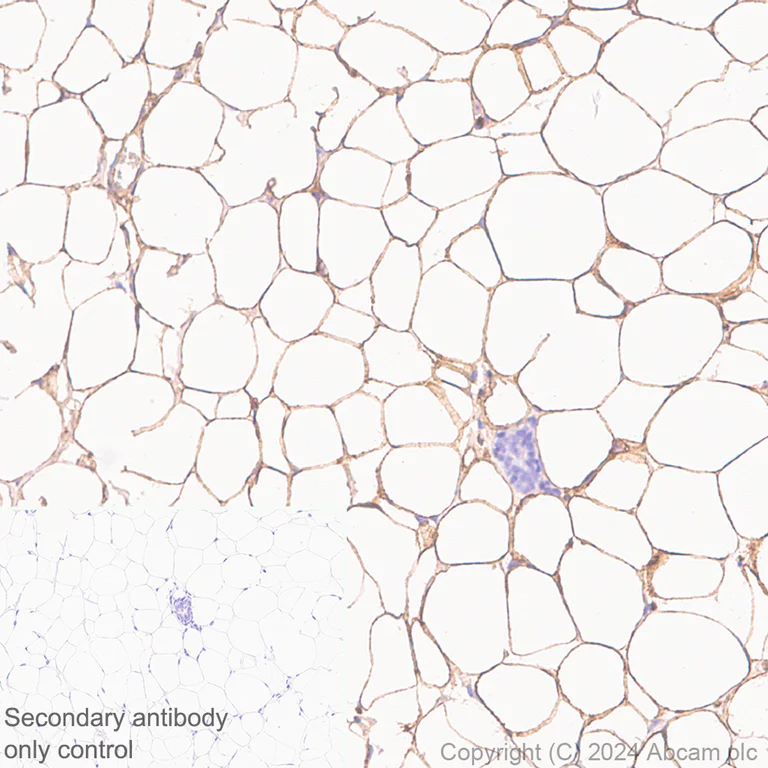 Immunohistochemistry (Formalin/PFA-fixed paraffin-embedded sections) - Anti-Adiponectin antibody [RM1203] - BSA and Azide free (AB317848)