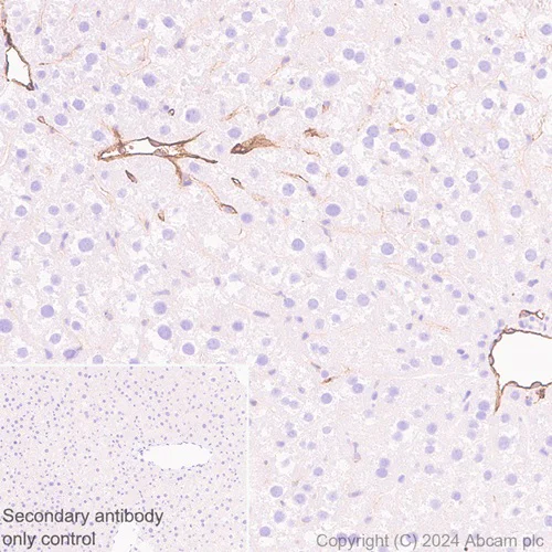 Immunohistochemistry (Formalin/PFA-fixed paraffin-embedded sections) - Anti-Adiponectin antibody [RM1203] - BSA and Azide free (AB317848)