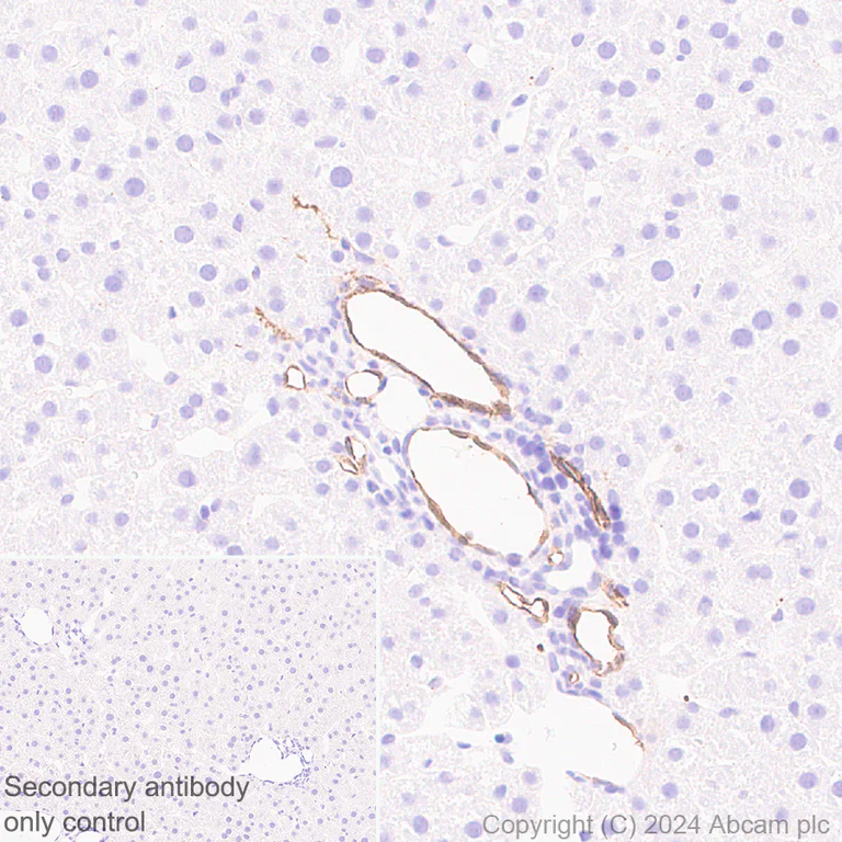 Immunohistochemistry (Formalin/PFA-fixed paraffin-embedded sections) - Anti-Adiponectin antibody [RM1203] - BSA and Azide free (AB317848)