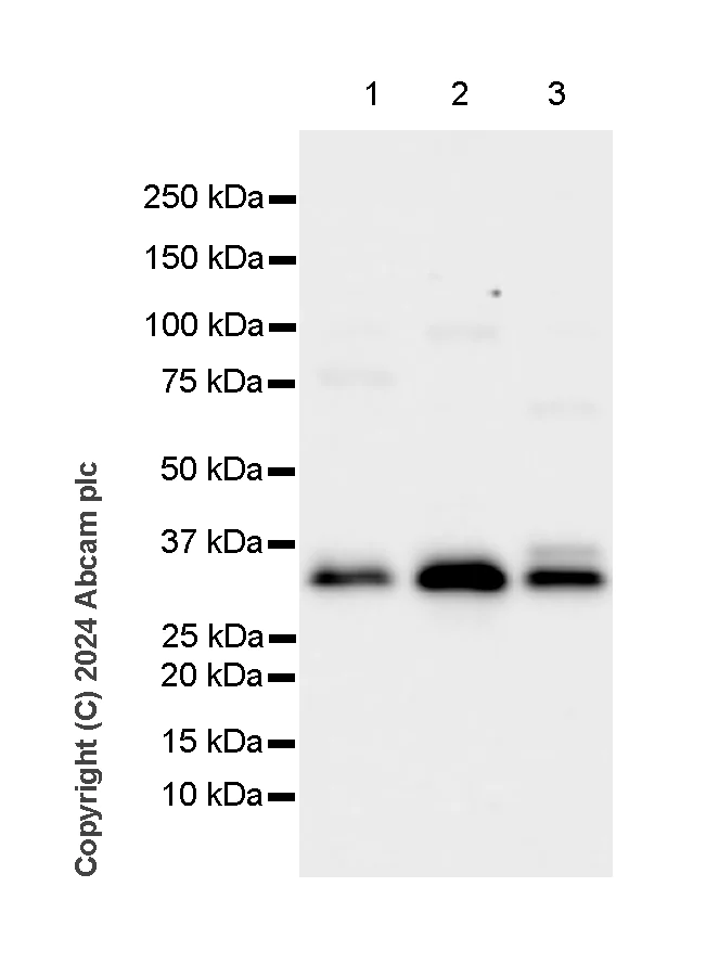 Western blot - Anti-Adiponectin antibody [RM1203] - BSA and Azide free (AB317848)
