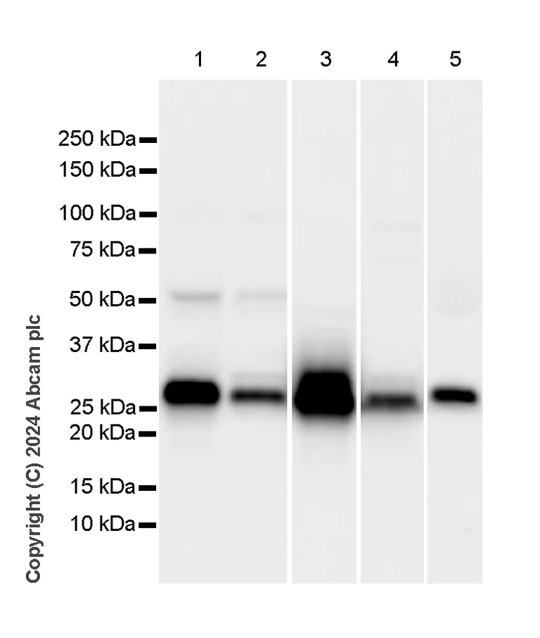 Western blot - Anti-Adiponectin antibody [RM1203] - BSA and Azide free (AB317848)