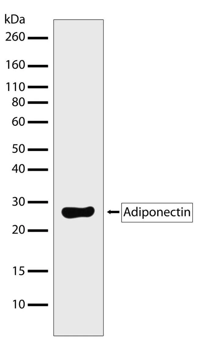 Adiponectin抗体[RP23040035] (ab313402)| Abcam中文官网