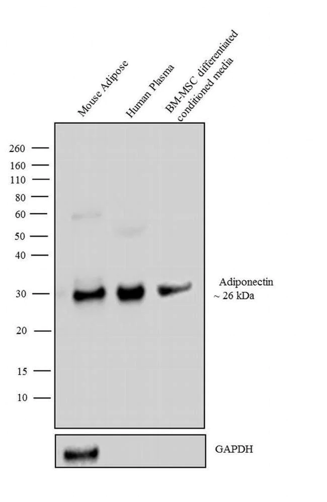 Western blot - Anti-Adiponectin Antibody [RP23040035] (AB313402)
