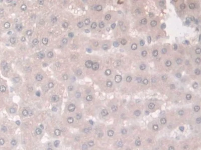 Immunohistochemistry (Formalin/PFA-fixed paraffin-embedded sections) - Anti-Adiponectin Receptor 2/ADIPOR2 antibody (AB231051)