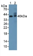 Western blot - Anti-Adiponectin Receptor 2/ADIPOR2 antibody (AB231051)