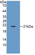 Western blot - Anti-Adiponectin Receptor 2/ADIPOR2 antibody (AB231051)