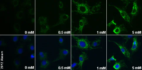 Immunocytochemistry/ Immunofluorescence - Anti-ADIPOR1 antibody (AB70362)