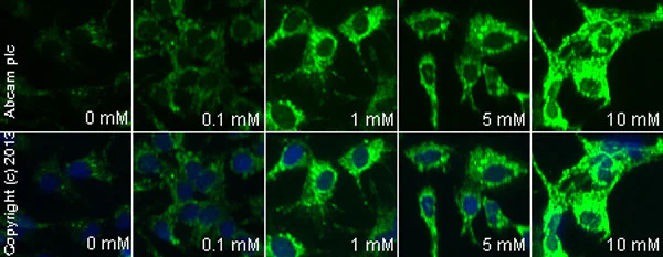 Immunocytochemistry/ Immunofluorescence - Anti-ADIPOR1 antibody (AB70362)