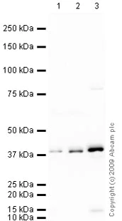 Western blot - Anti-ADIPOR1 antibody (AB70362)