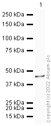 Western blot - Anti-ADIPOR1 antibody [mAbcam50675] (AB50675)