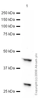 Western blot - Anti-ADIPOR1 antibody [mAbcam50675] (AB50675)