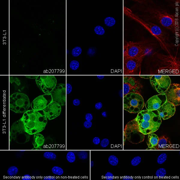 Immunocytochemistry/ Immunofluorescence - Anti-Adipose Triglyceride Lipase antibody [EPR19650] (AB207799)