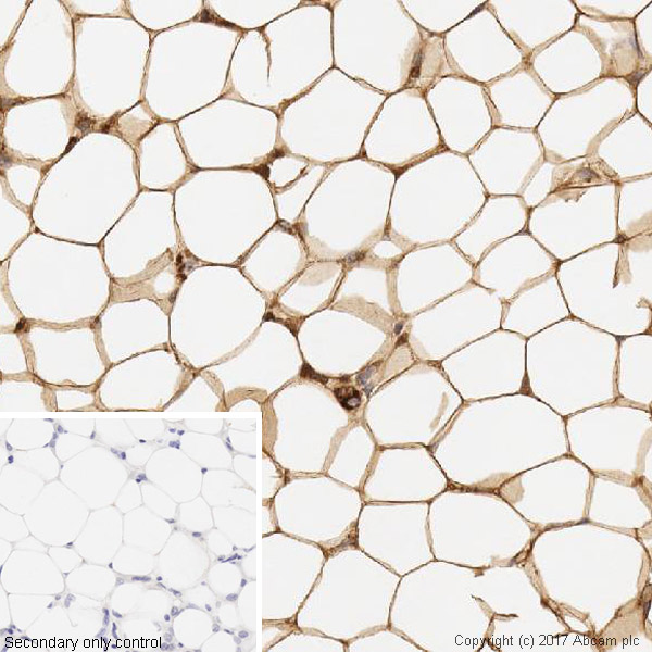 Immunohistochemistry (Formalin/PFA-fixed paraffin-embedded sections) - Anti-Adipose Triglyceride Lipase antibody [EPR19650] - BSA and Azide free (AB240381)