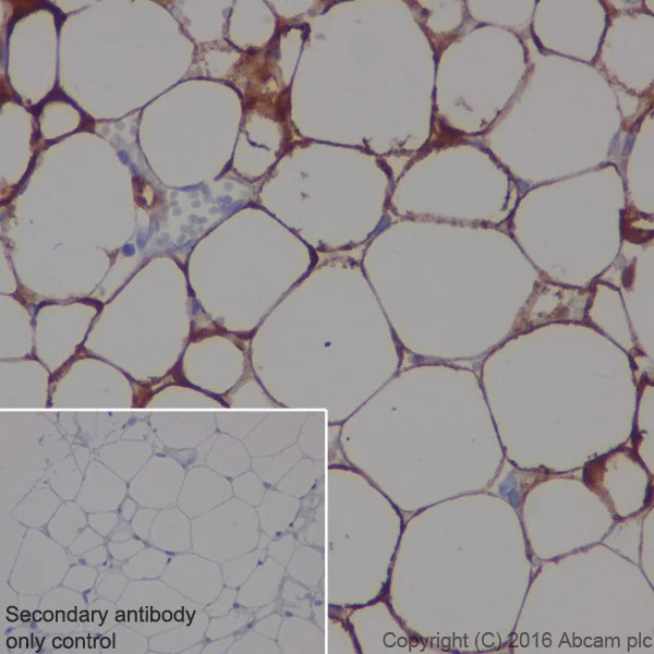 Immunohistochemistry (Formalin/PFA-fixed paraffin-embedded sections) - Anti-Adipose Triglyceride Lipase antibody [EPR19650] - BSA and Azide free (AB240381)