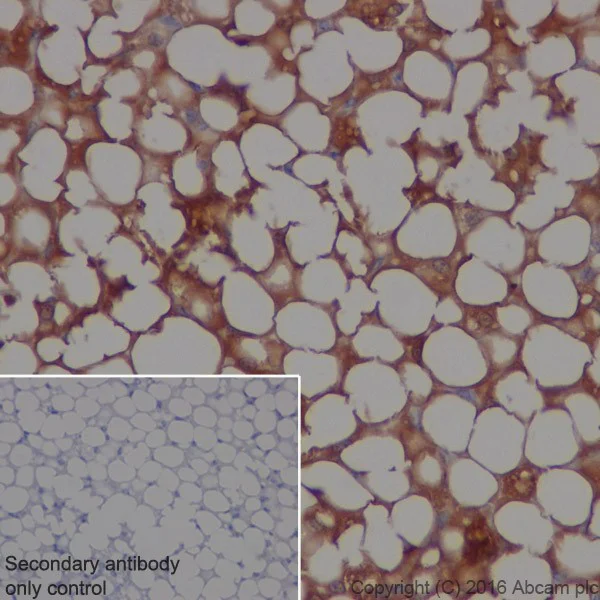 Immunohistochemistry (Formalin/PFA-fixed paraffin-embedded sections) - Anti-Adipose Triglyceride Lipase antibody [EPR19650] - BSA and Azide free (AB240381)