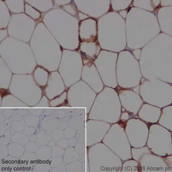 Immunohistochemistry (Formalin/PFA-fixed paraffin-embedded sections) - Anti-Adipose Triglyceride Lipase antibody [EPR19650] - BSA and Azide free (AB240381)